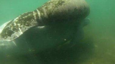 Su altında kristal nehir Florida Amerika Birleşik Devletleri'nde Yüzme yunuslar