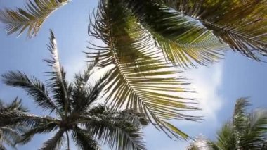 Palmiye ağaçları ve South Beach Miami Florida ABD güneşte