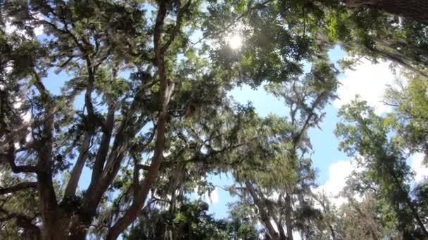 Лишайник Гілки Дерев Едвард Wakulla Спрінгс State Park Штат Флорида — стокове відео