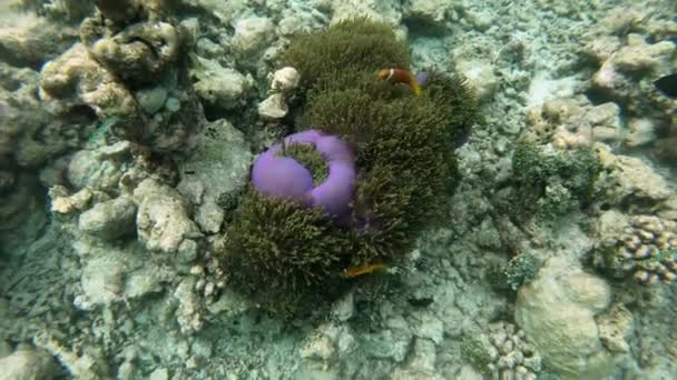 Pesce Anemone Delle Maldive Pesci Anemone Dalle Pinne Nere Amphiprion — Video Stock