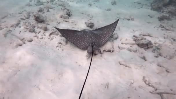 Spotted Eagle Ray Aetobatus Narinari Fish Swimming Shallow Sea Water — Stock Video