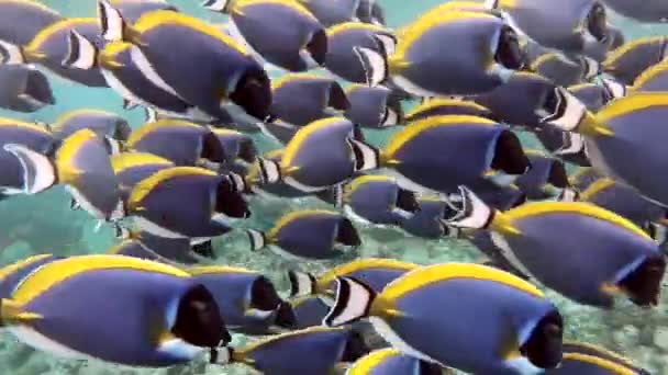 Школа Порошковой Голубой Хирургии Acanthurus Leucosternon Рыба Ест Кормит Плавает — стоковое видео