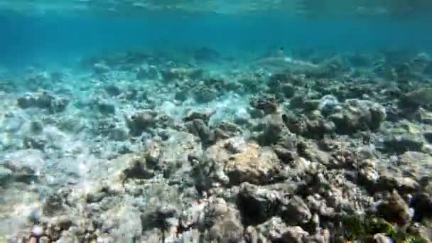 Blacktip Reef Shark Carcharhinus Melanopterus Fiskar Som Simmar Grunt Hav — Stockvideo