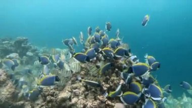 Okullar Powder Blue Surgeonfish ya da toz Blue Tang (Acanthurus leucosternon) ve Tang mahkum ya da Fiveband Surgeonfish (Acanthurus triostegus). Yeme ve Maldivler deniz suda yüzen balık