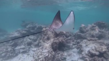 Benekli eagle ray (Aetobatus narinari). Maldivler Hint Okyanusu sığ deniz sularında Yüzme balık. Atoll mercan resifleri deniz yaşamı. Sualtı doğa, Maldivlere vahşi hayvanlar, ada yaban hayatı