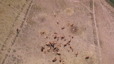 Torres del Rio yakınlarındaki çiftlik manzara havadan görünümü, Saint James Yolu boyunca İspanyol kasabası. Navarre bölgesinde inekler ve hayvancılık, İspanya gökyüzünde uçan drone görüldü