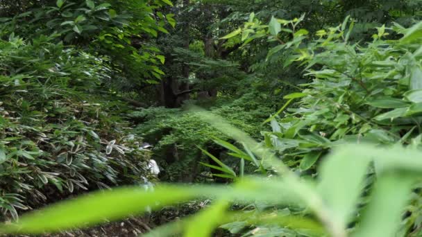 Aziatische Vrouw Die Loopt Rent Het Stadspark Gelukkige Japanse Dame — Stockvideo