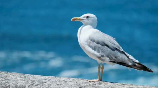 Seagull odpoczynku na ścianie oglądanie morza — Wideo stockowe