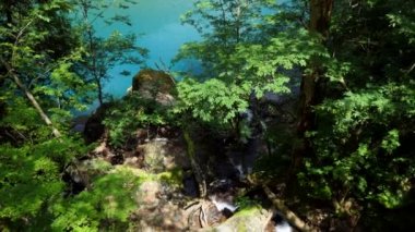 Akita Bölgesi, Japonya ve Asya 'daki Dakigaeri Vadisi veya Dakigaeri Vadisi manzarası. Popüler Japon turistik bölgeleri ve gezme yerleri orman, ağaçlar, doğa, nehir kristal berrak mavi suyla