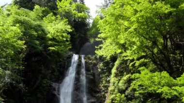Akita Bölgesi, Japonya ve Asya 'daki Dakigaeri Vadisi veya Dakigaeri Vadisi manzarası. Popüler Japon turistik bölgeleri ve seyahat noktaları orman, ağaçlar, şelale ve kristal berrak mavi suyla dolu nehir.