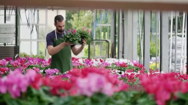 Busy Young Man Working Florist Flower Shop Skilled Sales Manager — Stock Video