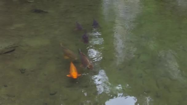 Carpes et poissons nageant dans la rivière Satetsu des gorges de Geibi ou Geibikei dans la préfecture d'Iwate, Japon, Asie. Destination touristique japonaise populaire avec des animaux sauvages, la faune en eau cristalline 