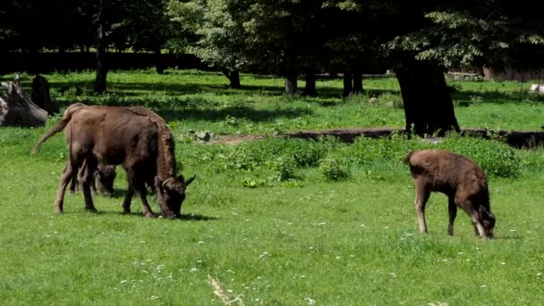 ヨーロッパ ポーランドのbialoweiza森林でのヨーロッパのビソン Bison Bonasus ポーランド国立公園 ユネスコ世界遺産に登録されている 動物食草 野生動物 野生動物 ストック動画 C Dualstock