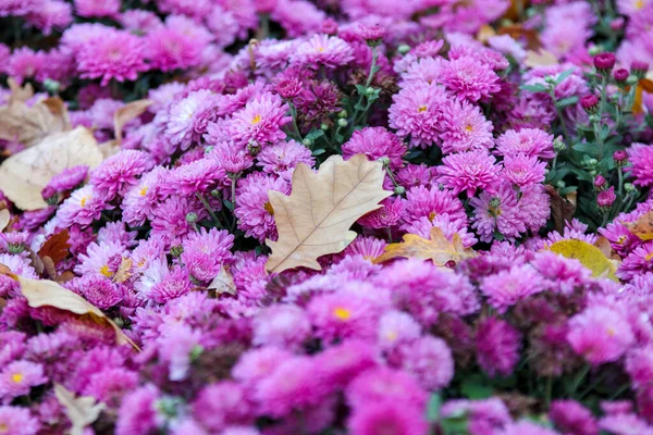 Fiore Crisantemo Con Foglia Quercia Pianta Giardino Fiore Rosa Cespuglio — Foto Stock