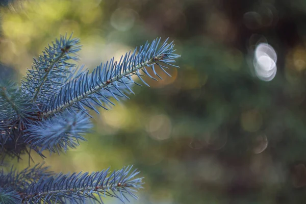 Blauwe Dennenboom Tak Spar Kerst Achtergrond Concept Evergreen Naaldgroen Loof — Stockfoto