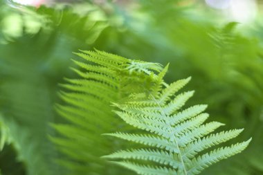 Eğrelti otu yaprağı dokusu. Orman yeşilliği arka planı. Doğal yeşil bitki örtüsü. Güzel ve taze tropikal botanik dalları. Yaz parkı çalı