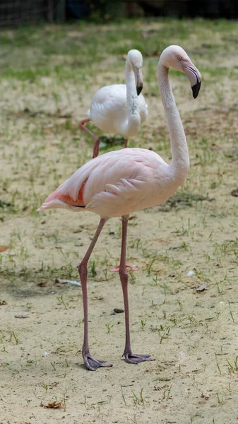 Прекрасний Екзотичний Портрет Фламінго Карибські Або Африканські Рожеві Пташки Зоопарку — стокове фото