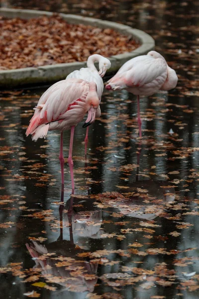 Pink flamingo at zoo. Autumn bird reflection. Caribbean or african exotic wild birds group in water on one leg. Modern photography art. Avian flok