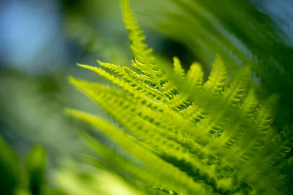 Varkensblad Achtergrond Botanische Bladeren Textuur Mooi Fris Tropisch Jungle Takkenpatroon — Stockfoto