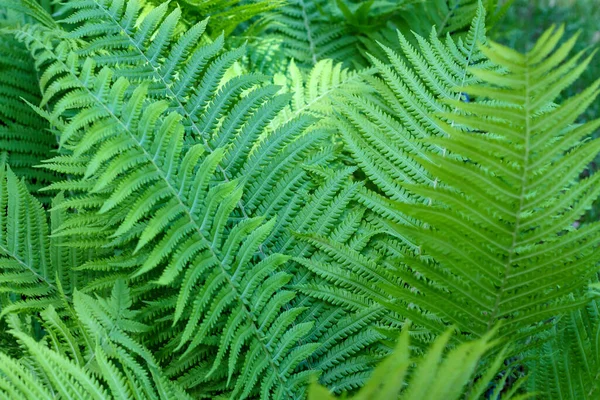 Varkensblad Textuur Botanische Gebladerte Achtergrond Natuurlijke Groene Flora Milieu Mooi — Stockfoto