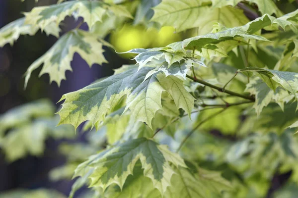 Esdoorn Boomblad Achtergrond Groene Lente Brunch Bij Zonsopgang Prachtige Natuur — Stockfoto