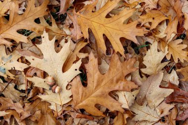 Meşe yaprağı dokusu. Sarı yapraklı sonbahar arka planı. Ekim mevsimi yeşillik oragonu deseni yakın çekim. Doğal Kasım ayı orman yüzeyi. Orman bitkisi yığını