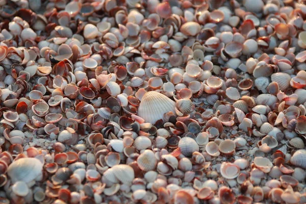 Sfondo Conchiglie Bel Modello Conchiglia Beach Cockleshell Texturecrecloseup Piccole Conchiglie — Foto Stock