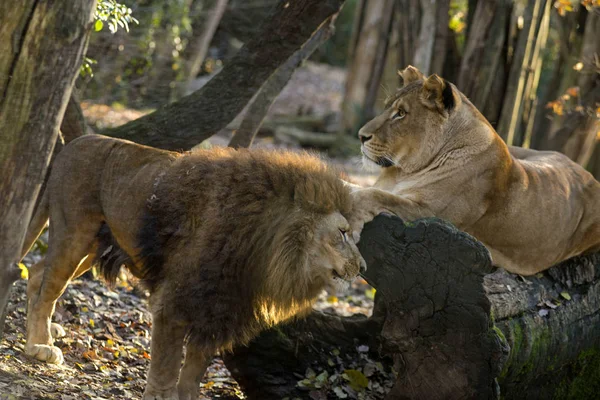 Lion in the forest