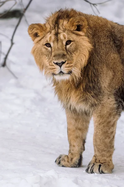 Jovem Leão Caça Neve Manhã — Fotografia de Stock