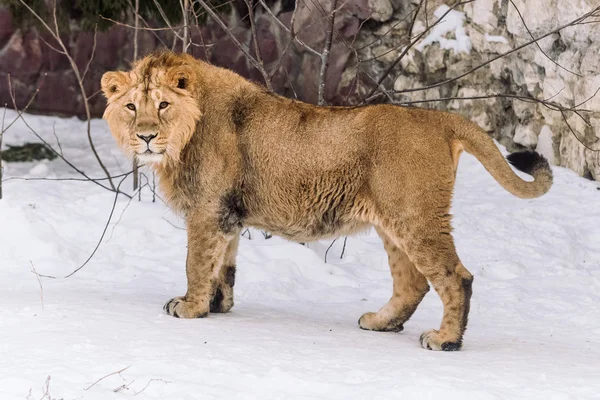 Jovem Leão Caça Neve Manhã — Fotografia de Stock