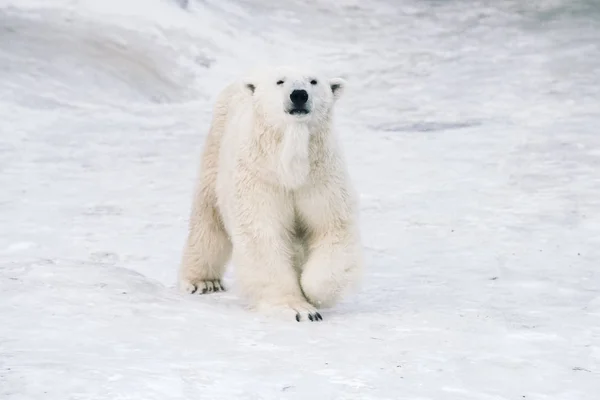 Junger Eisbär Spielt Morgen — Stockfoto