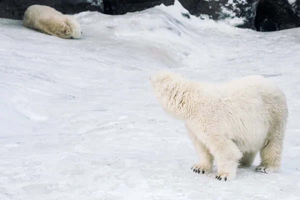 Joven Oso Polar Jugando Por Mañana — Foto de Stock