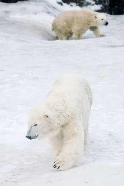 Junger Eisbär Spielt Morgen — Stockfoto