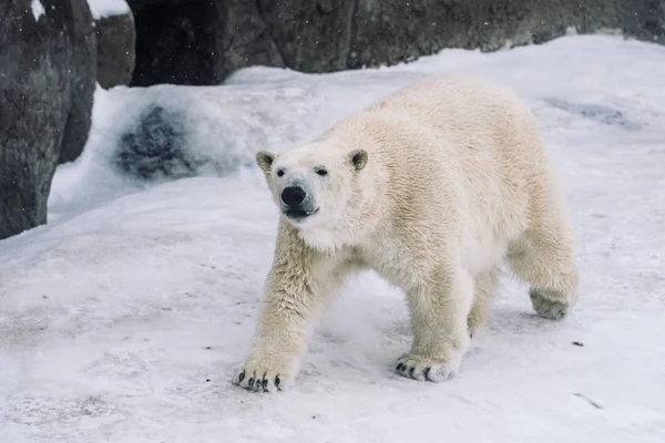 Giovane Orso Polare Che Gioca Mattino — Foto Stock
