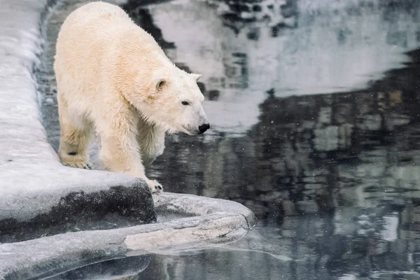 Молодой Белый Медведь Играет Утрам — стоковое фото