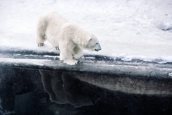 Young Polar Bear Playing Morning — Stock Photo, Image