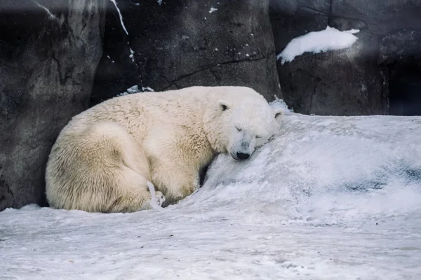 아침에 북극곰 — 스톡 사진