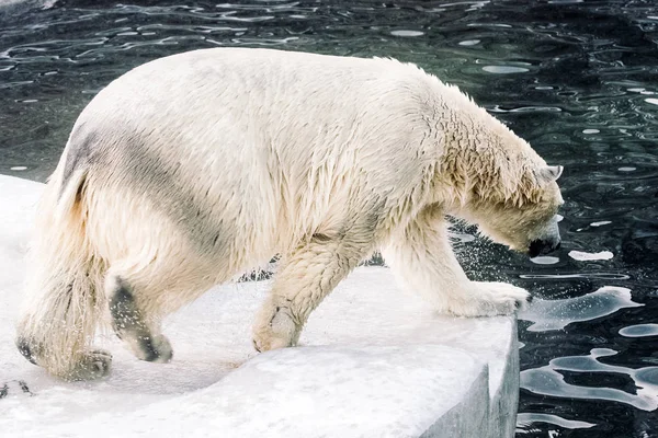年轻的北极熊在早晨玩耍 — 图库照片
