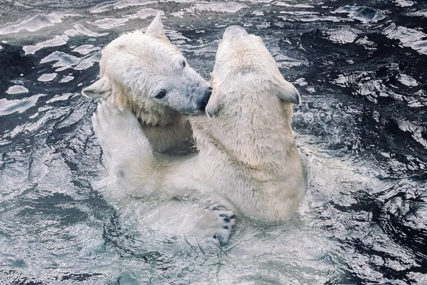 Joven Oso Polar Jugando Por Mañana — Foto de Stock