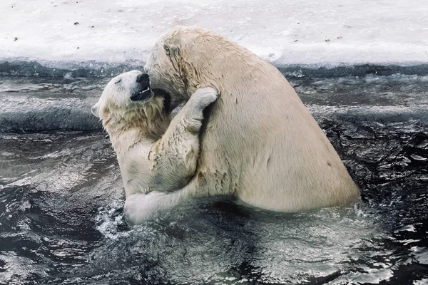 아침에 북극곰 — 스톡 사진