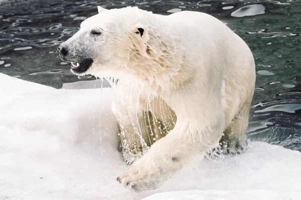 아침에 북극곰 — 스톡 사진