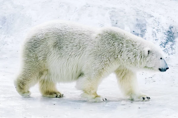 Giovane Orso Polare Che Gioca Mattino — Foto Stock