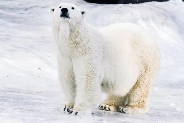 Giovane Orso Polare Che Gioca Mattino — Foto Stock