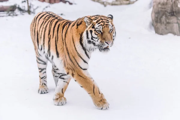 Young Tiger hunting in the morning snow