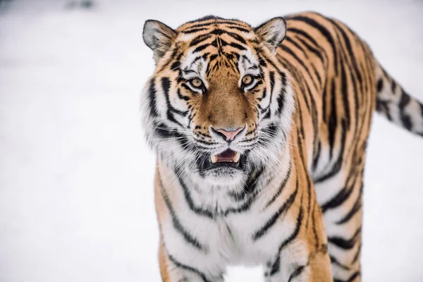 Young Tiger hunting in the morning snow