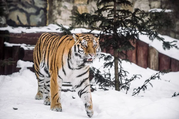 在早晨的雪中猎杀幼虎 — 图库照片