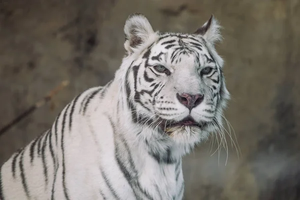 Белый Бенгальский Тигр Альбинос Охотится Утрам — стоковое фото