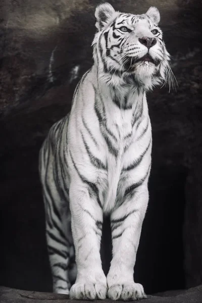 白本白虎在早晨狩猎 — 图库照片