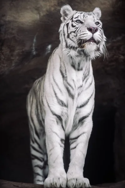 Albino White Bengal Tiger Hunting Morning — Stock Photo, Image