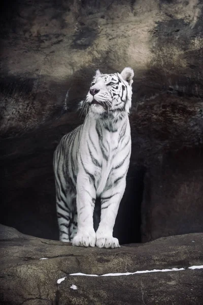 Albino White Bengal Tiger Hunting Morning — Stock Photo, Image